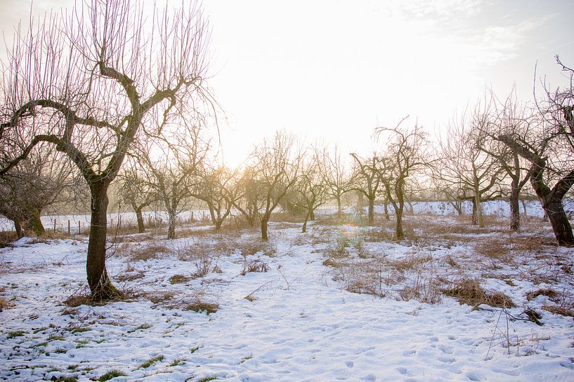 Boomgaard in de winter von Tess Smethurst-Oostvogel