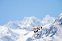 an eagle against the mountains on the route of the carretera austral