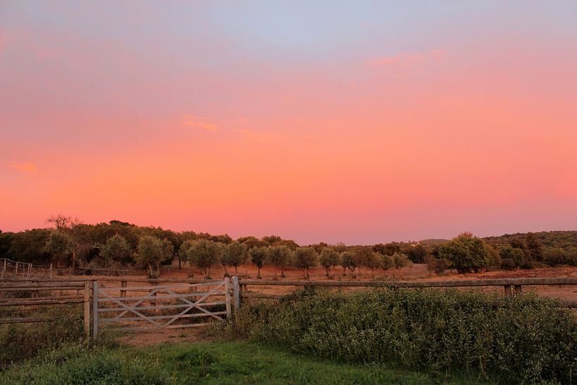 Zonsondergang in Portugal von Daphne Meijer