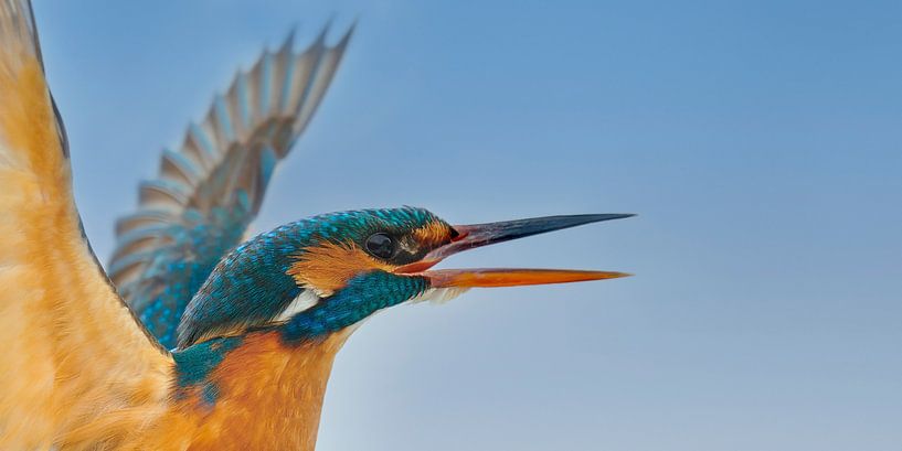 Kingfisher - Sortez ! par Martins-pêcheurs - Corné van Oosterhout