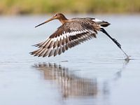 Vögel | Ein Uferschnepfe fliegt aus dem Wasser