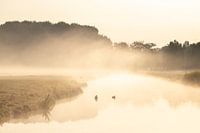 Nebliger Graben mit Blässhühnern
