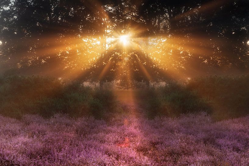 Des rayons de soleil au-dessus de la bruyère pourpre par Monique van Genderen (in2pictures.nl fotografie)
