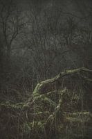 Moos auf umgefallenem Ast