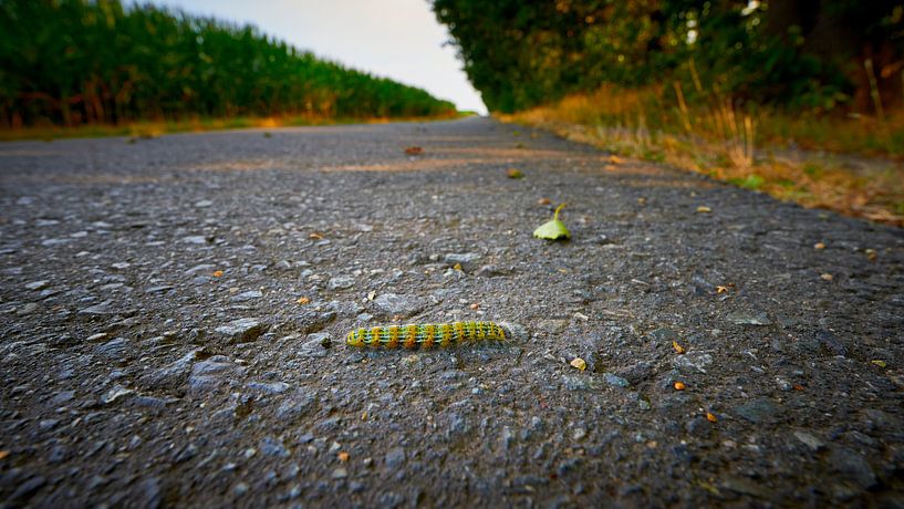 Une chenille traverse la route par Jenco van Zalk