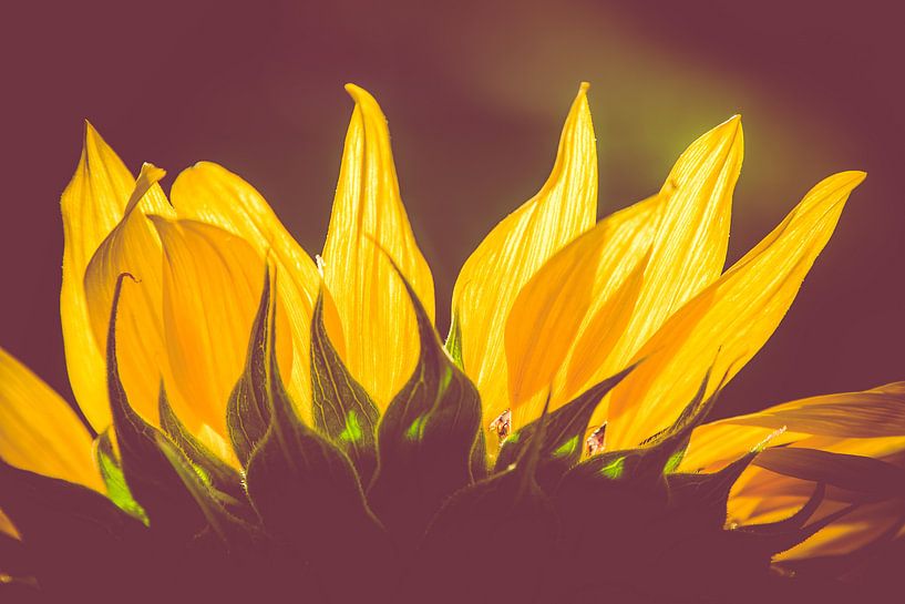 sunflower by MR OPPX