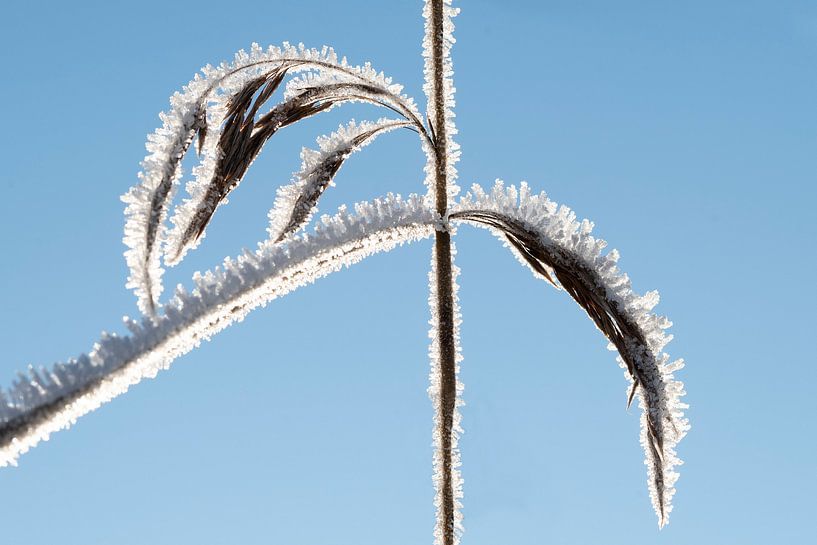 Schilf mit Eiskristallen von Anjo Kan