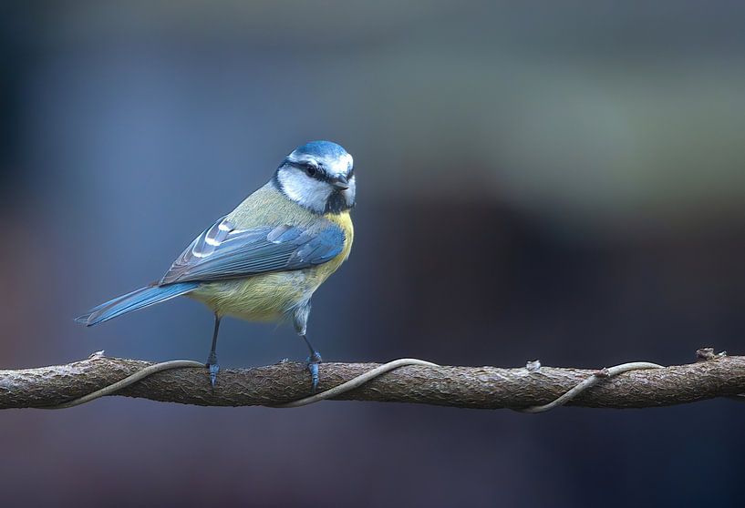 Blue tit by arnemoonsfotografie