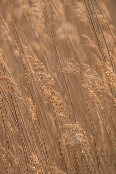 Panaches du matin par Louise Poortvliet