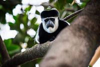 An Eastern Colobus monkey at Lake Naivasha in Kenya.