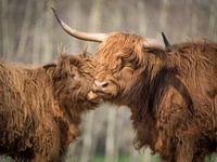 Schottische Highlander