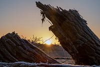 Le soleil se pose sur la lisière de la forêt et entre deux troncs d'arbre.