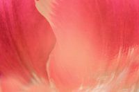 Inspiriert von Georgia O'Keeffe