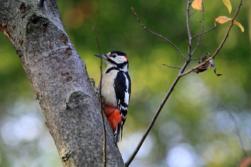 Bonte Specht par Jolanta Mayerberg