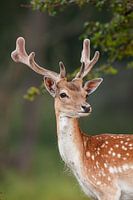 Porträt eines Damhirsches