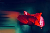 Märchen in einer Mohnblume