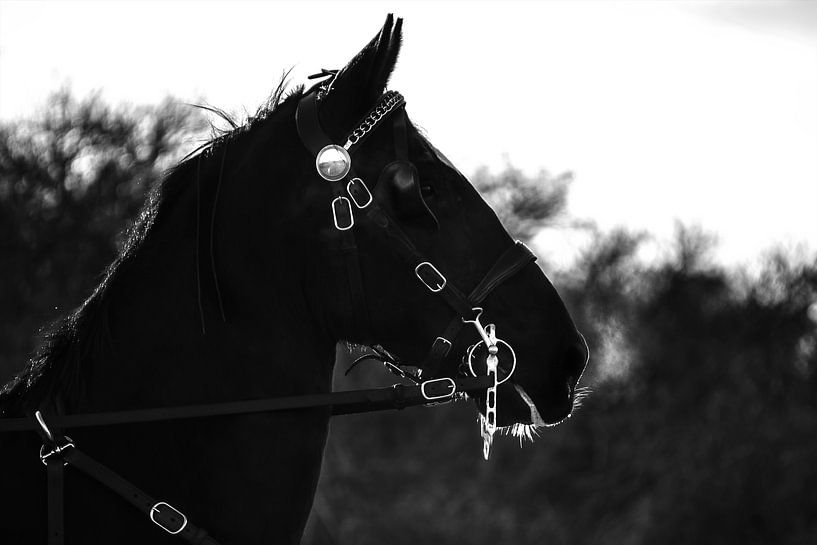 Beauté noire par Pieter van Roijen