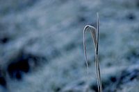 Gefrorenes Schilf am See