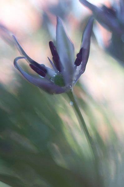 Painted by light I von Andrea Gulickx