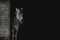 Zebra-Verstecken