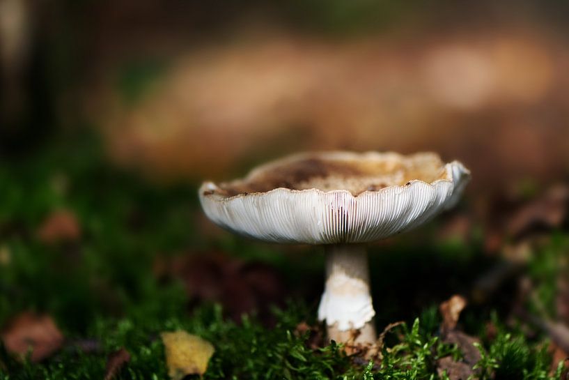 Mushroom by Click it Fotografie