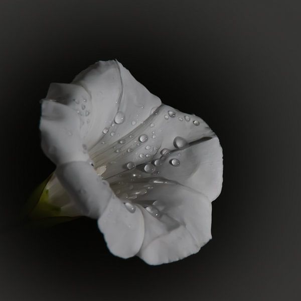 Gouttes de pluie sur une fleur blanche par DTC Art