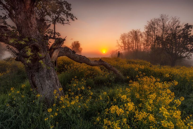 Frühmorgens von Henk Meeuwes