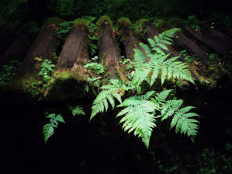 Habitat par Max Schiefele