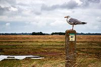 Möwe auf Strandpfosten