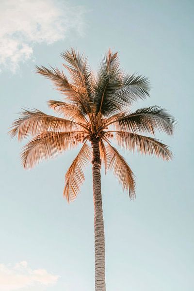 Palme Himmel von Poster Art Shop