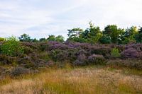 Prachtige Heide
