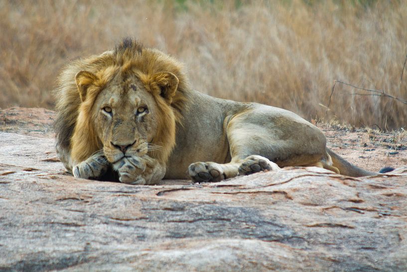 Leeuw von John van Weenen