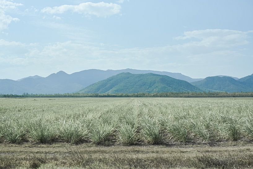 Sugar Cane Landscape par DsDuppenPhotography