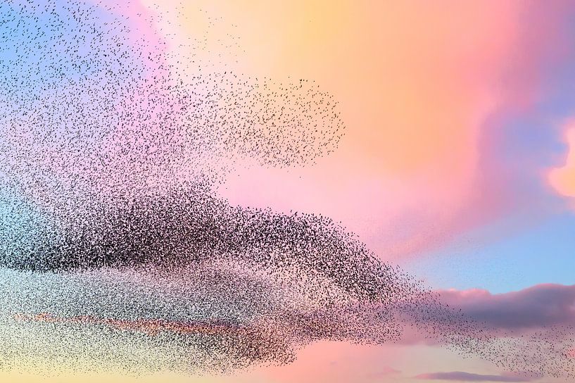Starling murmuration during sunset at the end of the day by Sjoerd van der Wal Photography