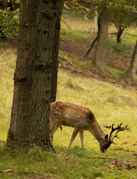 Des cerfs dans les dunes d'approvisionnement en eau d'Amsterdam par Kyra Hoekema
