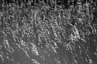 Wellende Schilffedern in Schwarz-Weiß