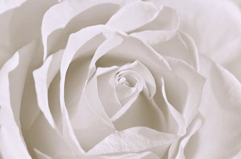 White Rose by Violetta Honkisz