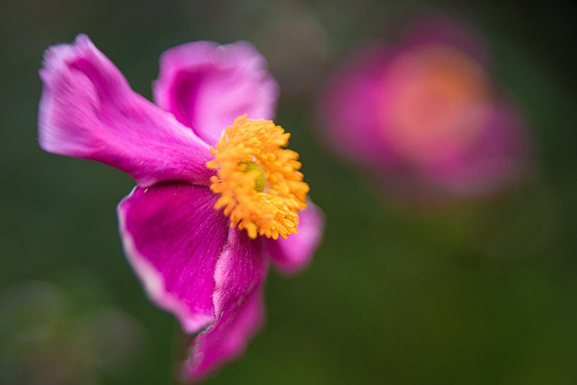 La poitrine en avant, et c'est parti ! par Monique van Helden