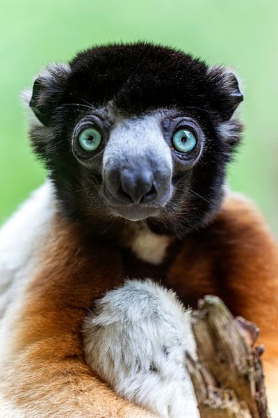 Sifaka de la Couronne par Edwin Butter