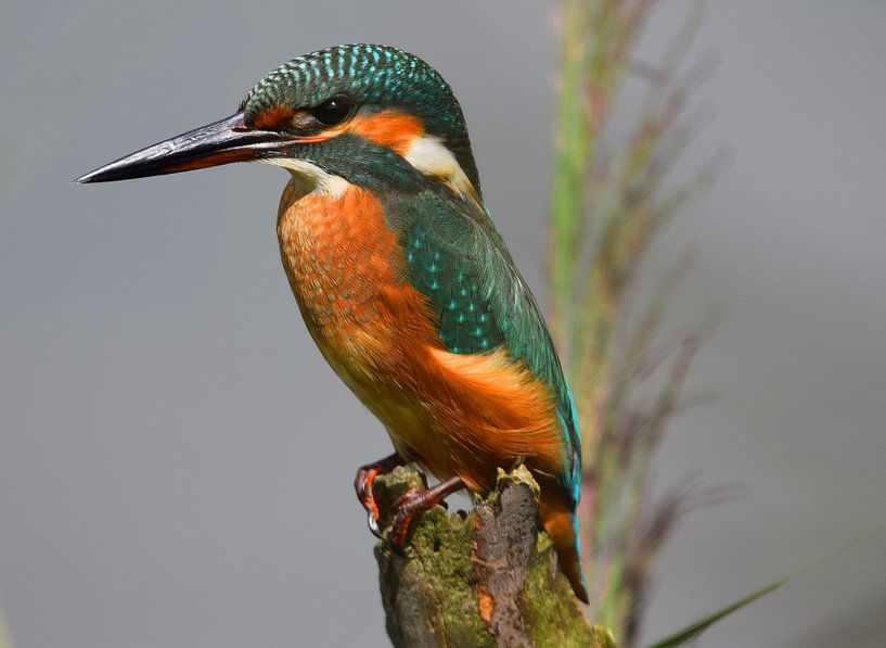 Un martin-pêcheur parmi les roseaux par Jitske Van der gaast
