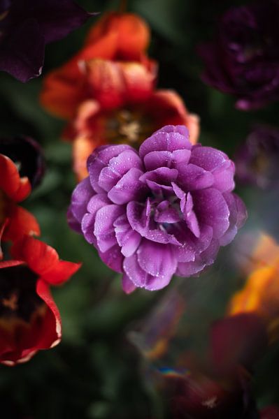 Tulpen von Lauw Design & Photography
