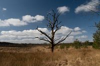 toter Baum in einem Moorgebiet in Drenthe