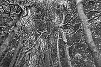 In The Fairy Tale Forest