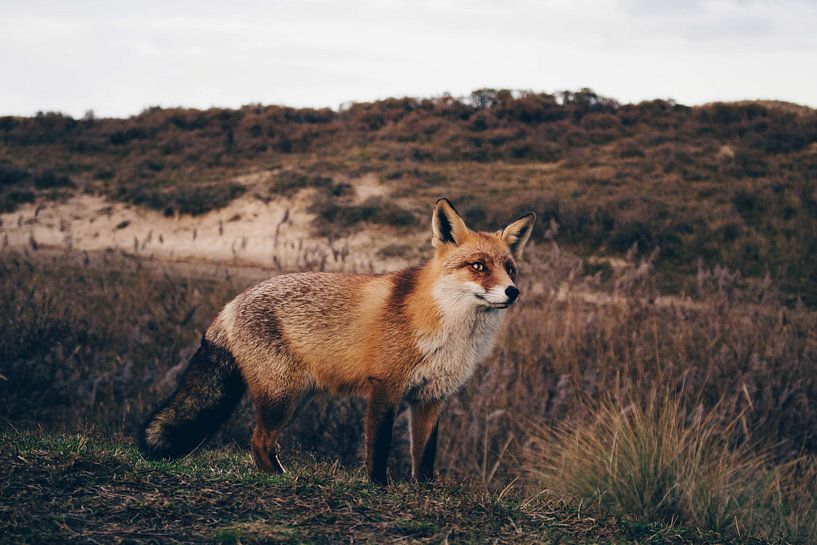 Fuchs von Lars Korzelius
