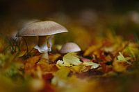 Les champignons en automne