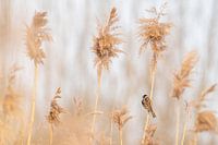 Rietgors Schiedamse polder