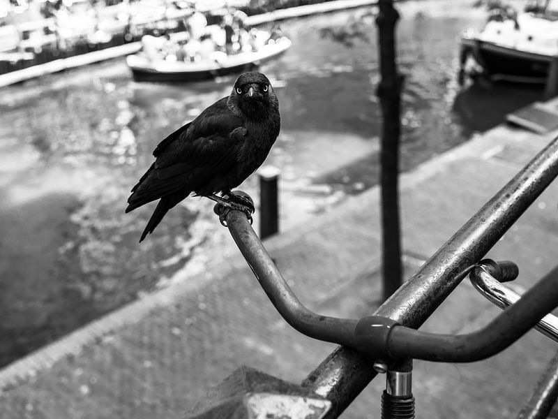 Choucas sur un guidon de vélo à Utrecht par Fokko Muller