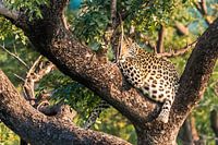 Leopard at sunset