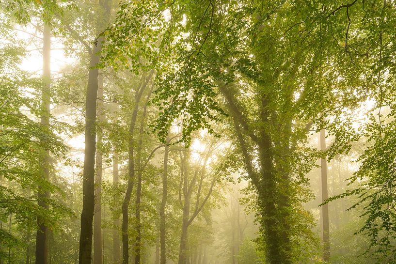 Sfeervol bos in de herfst met mist in de lucht van Sjoerd van der Wal Fotografie