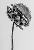 Artichoke black and white on light gray background, side view